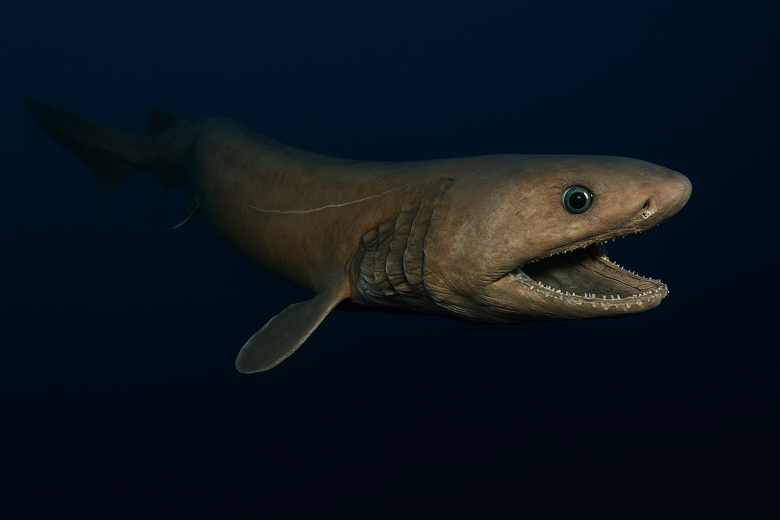 Frilled Shark